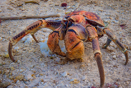 DaLooseGroose's tweet photo. @ODSEAwd1N8nMbHp @SADAKIYO202510 "Big breasted coconut crab?" is this a mistranslation or a reference to something I don't understand? Or do you want to see one of these crabs in a bikini? https://t.co/AWn4JCRXKQ