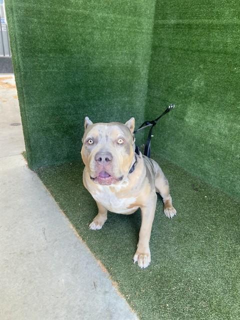 LancasterAnimalShelt tweet media