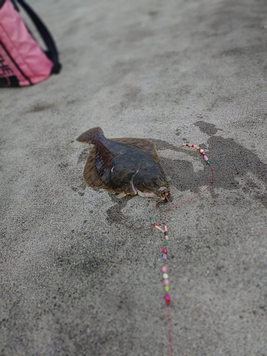 気仙沼河童堂 tweet media