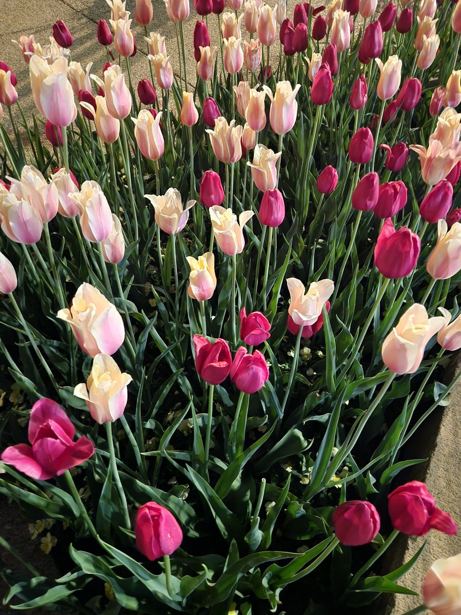 Adam_S_R tweet media