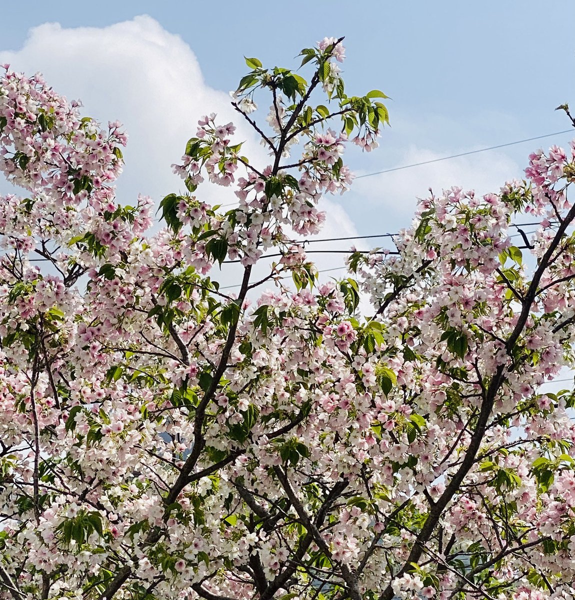 C®꧂ANGEL®Chiyomi tweet media