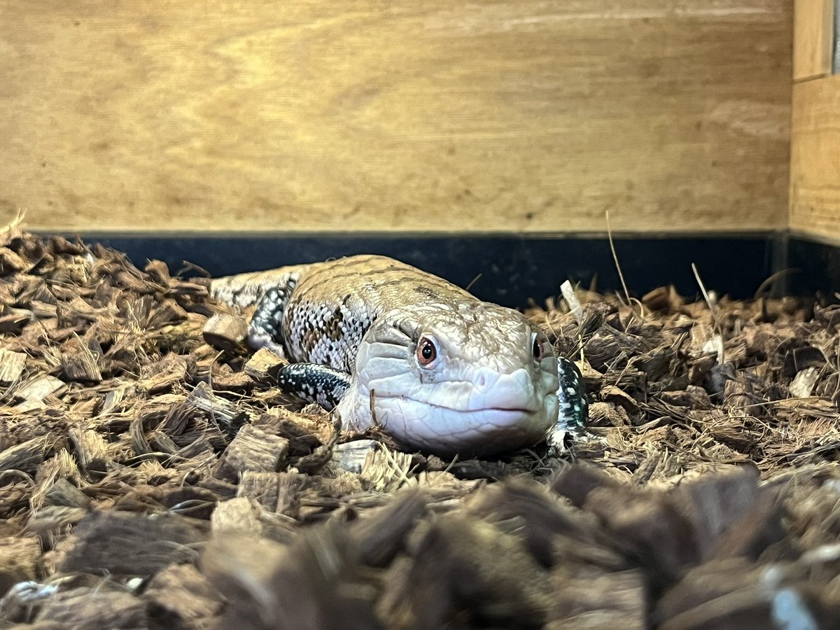 深谷爬虫類館 tweet media