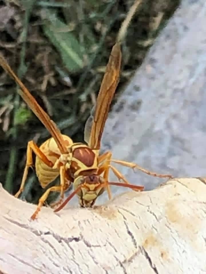 elguerolanchero's tweet image. #wasp 🐝 #bug