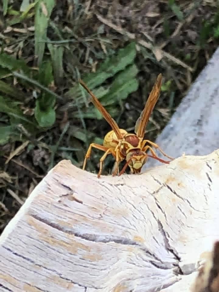 elguerolanchero's tweet image. #wasp 🐝 #bug