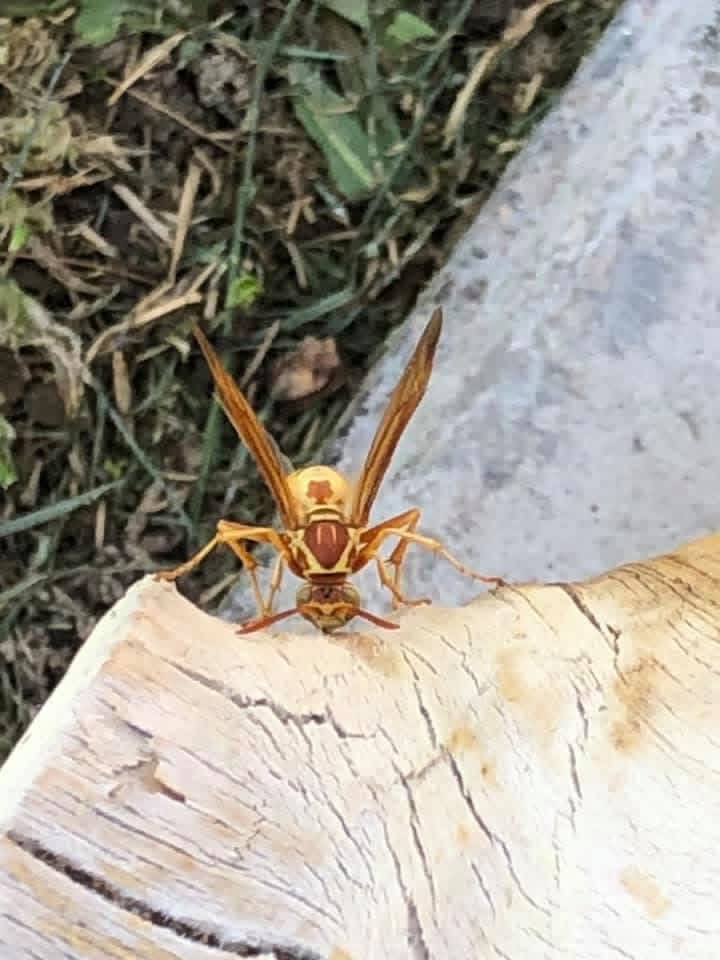 elguerolanchero's tweet image. #wasp 🐝 #bug