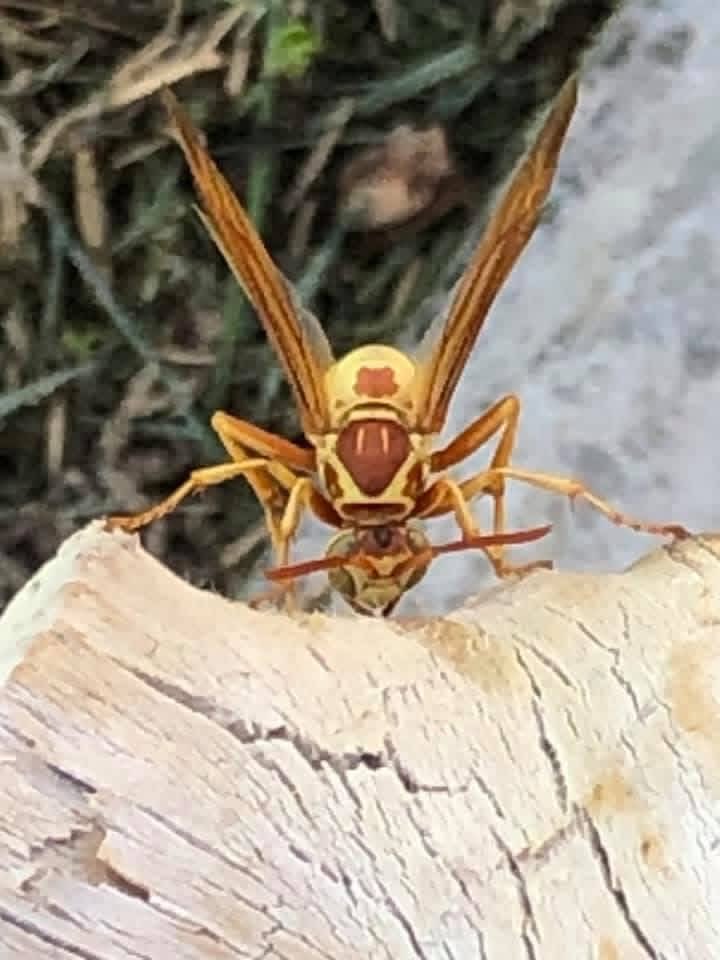 elguerolanchero's tweet image. #wasp 🐝 #bug