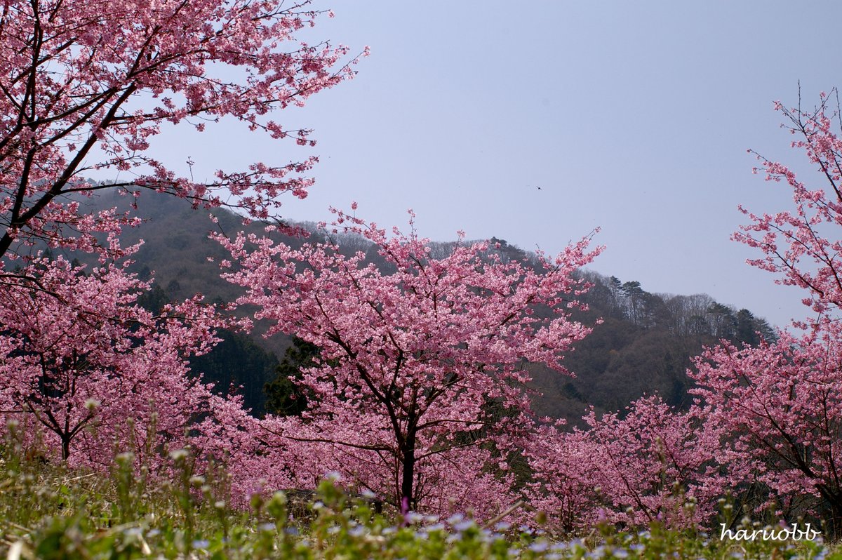 haruobb＠Photos tweet media