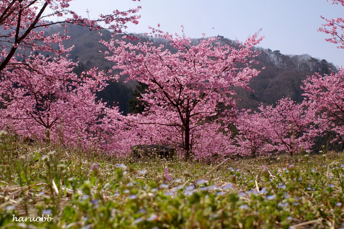 haruobb＠Photos tweet media