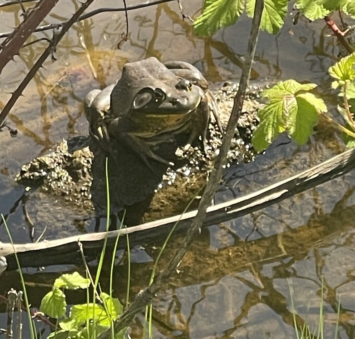 barttels tweet media