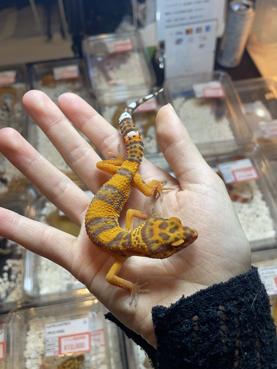 すねて tweet media