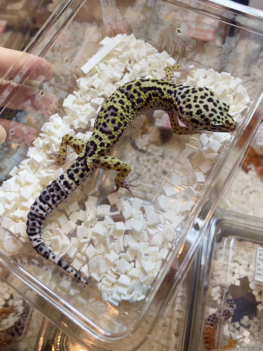 すねて tweet media