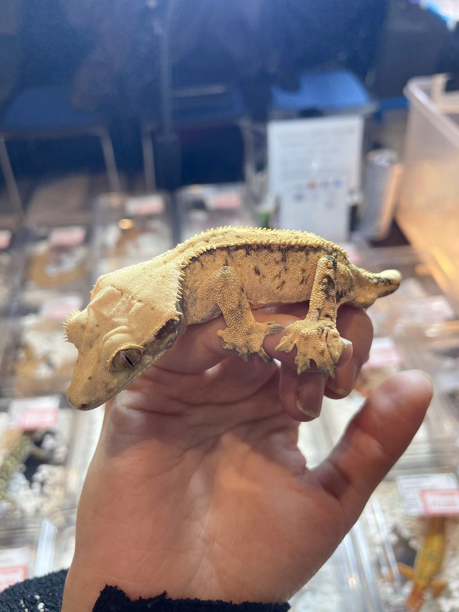 すねて tweet media