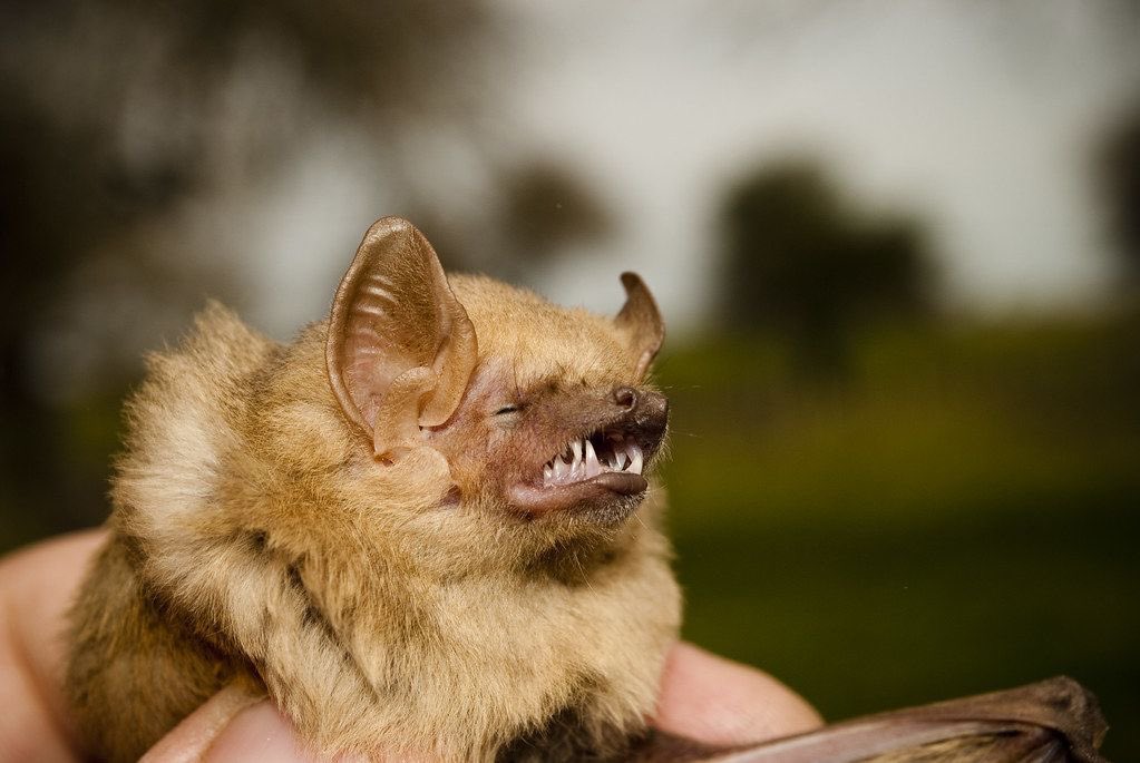 coffin!🐾🦴 tweet media