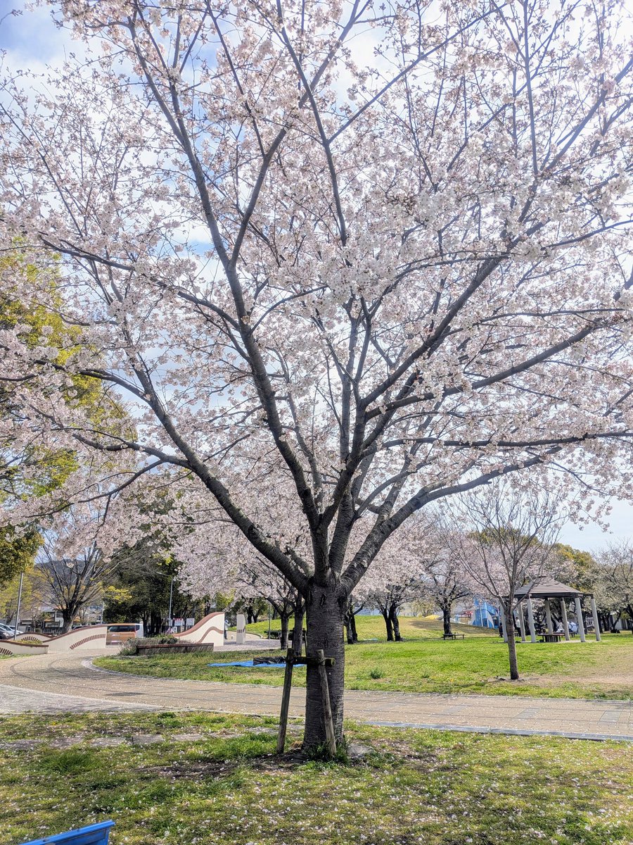 🌸Ｃーちゃん🪶 ·͜· 🪽 *。 tweet media