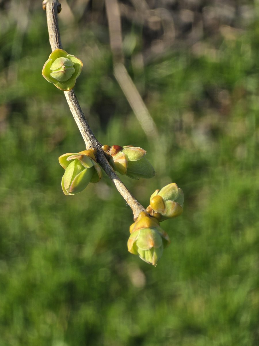 David Willmott tweet media