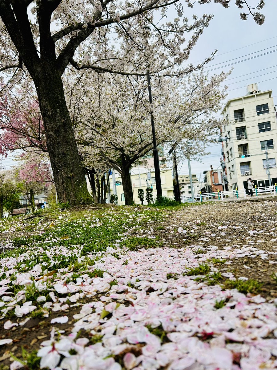 山口れいと tweet media