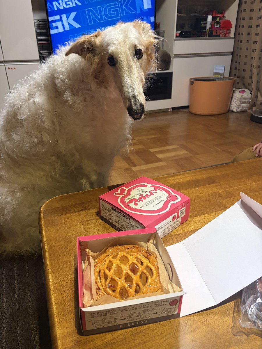 がんぼるぞい®︎ 💪🐶✨borzoi ボルゾイ tweet media