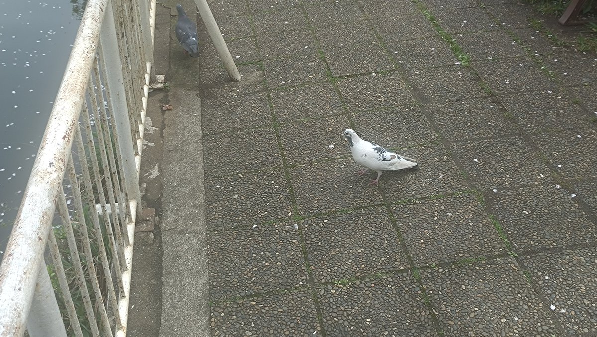 すこみ tweet media