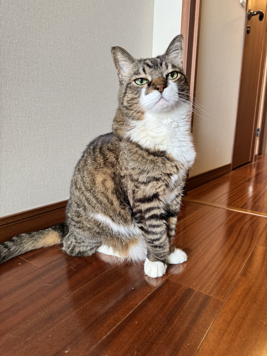 ぽんちょ tweet media