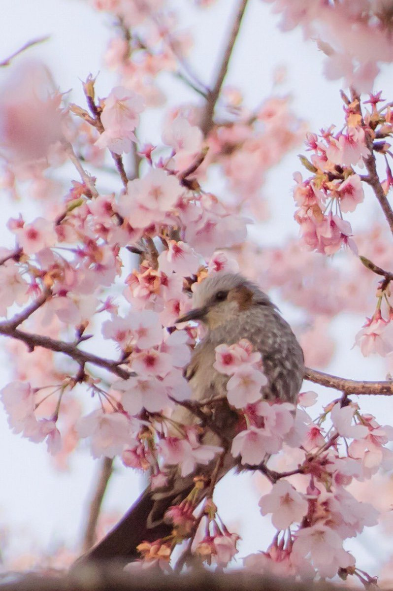 魔理緒 tweet media