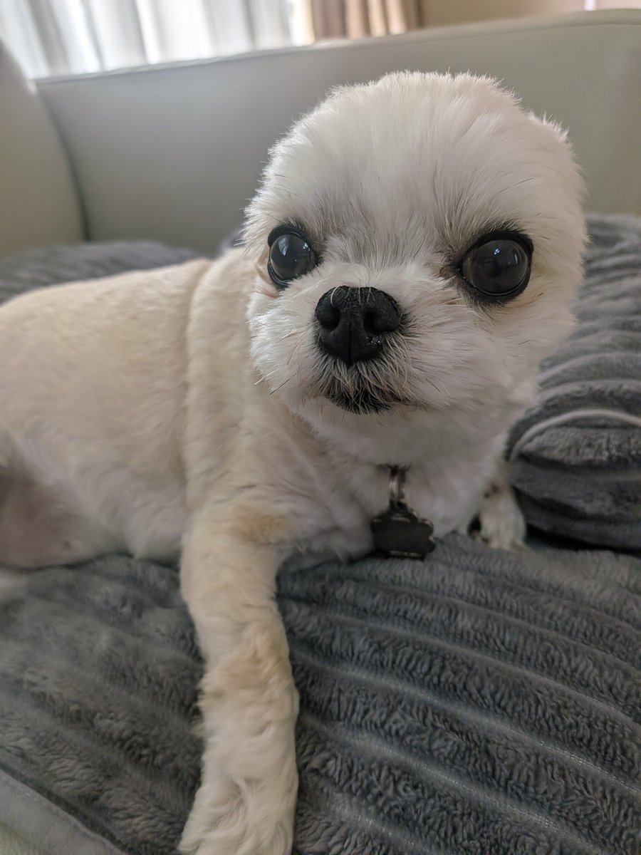 ちいたまこ☆たまにちびたま✩ tweet media