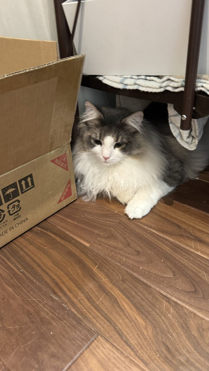 👾ぬる👾暴れモミアゲ🐈 tweet media