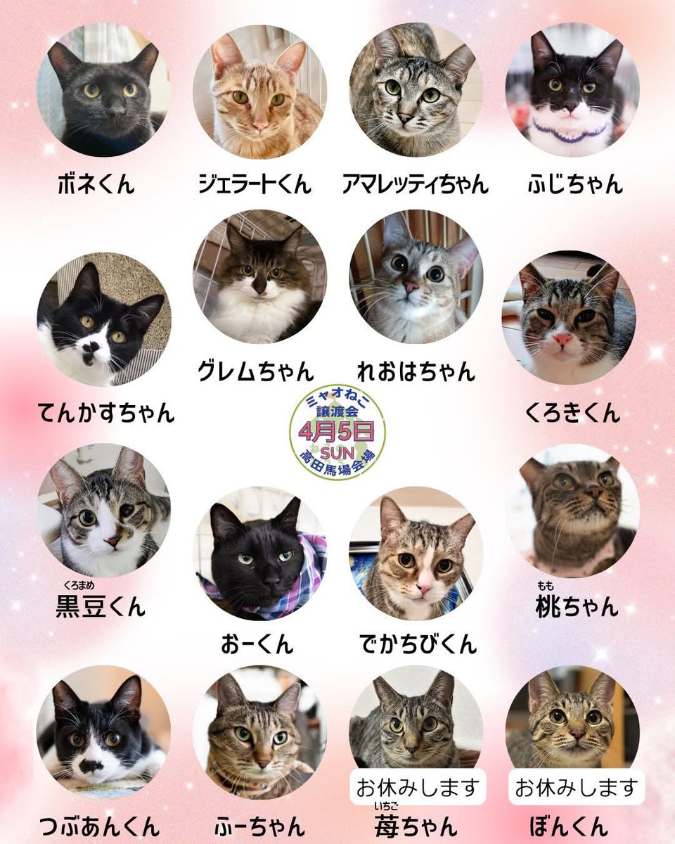 ミャオ！ねこのおうち【譲渡会・東京】 tweet media