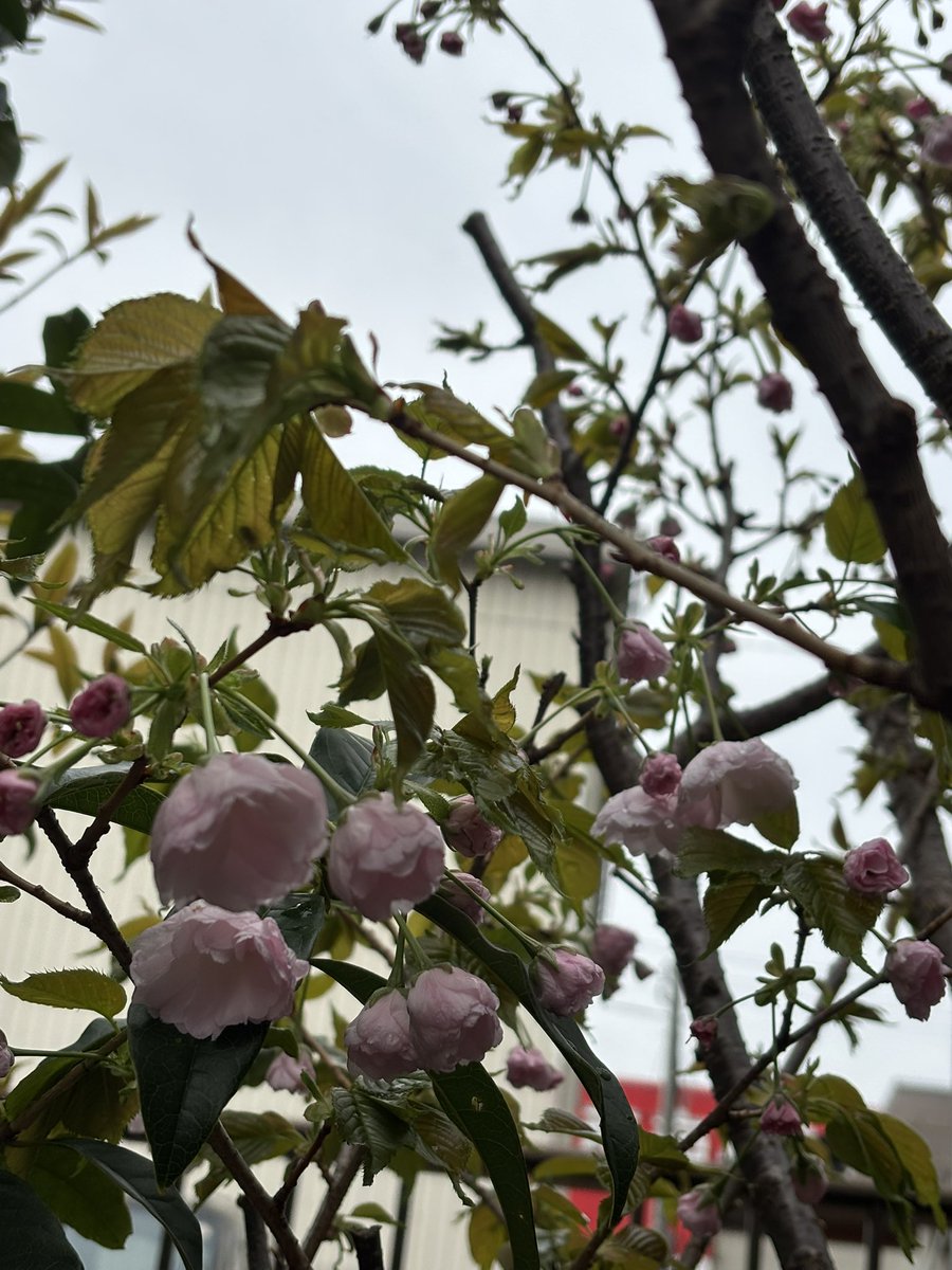 桜パパ tweet media