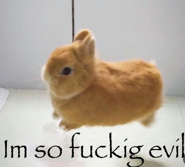 Weird Robot Bunny tweet media