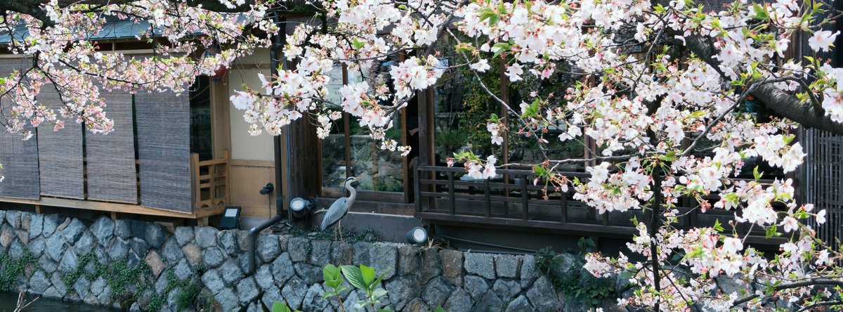 馬走日 tweet media