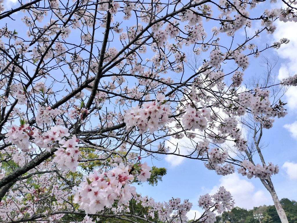 お華✾ tweet media