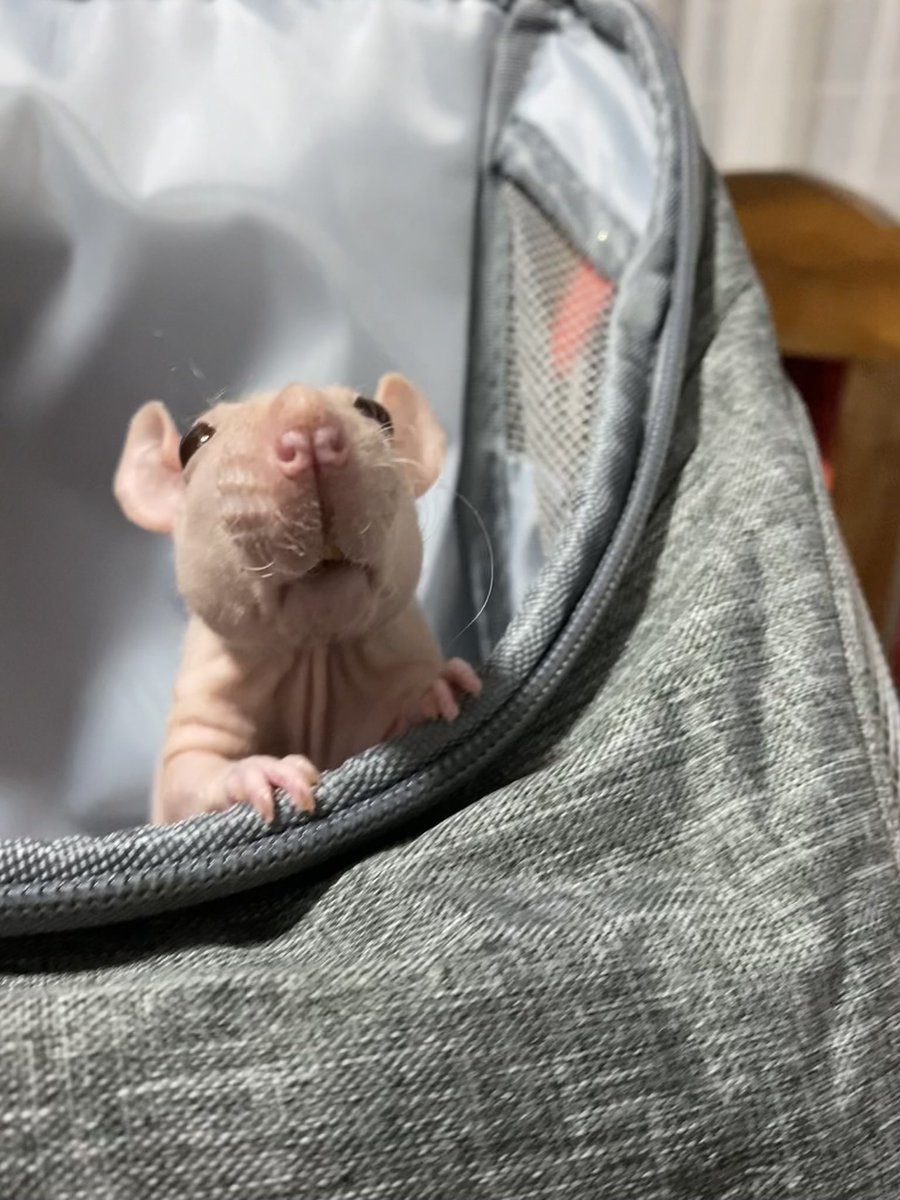 La Rata 🐀 tweet media