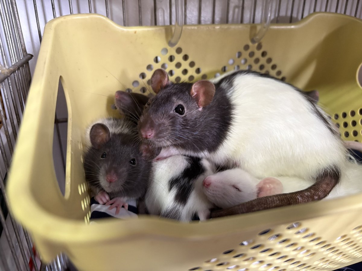 La Rata 🐀 tweet media