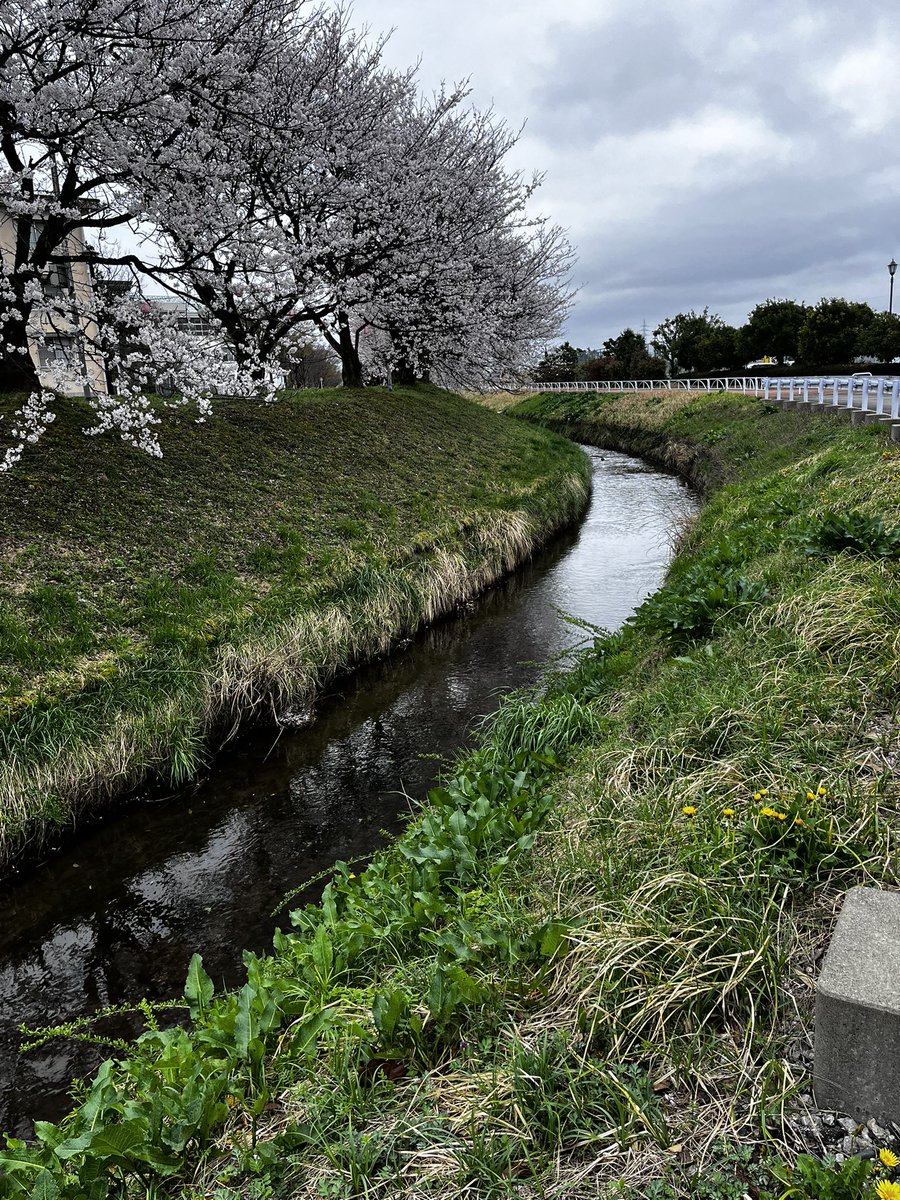 とらーにゃ tweet media