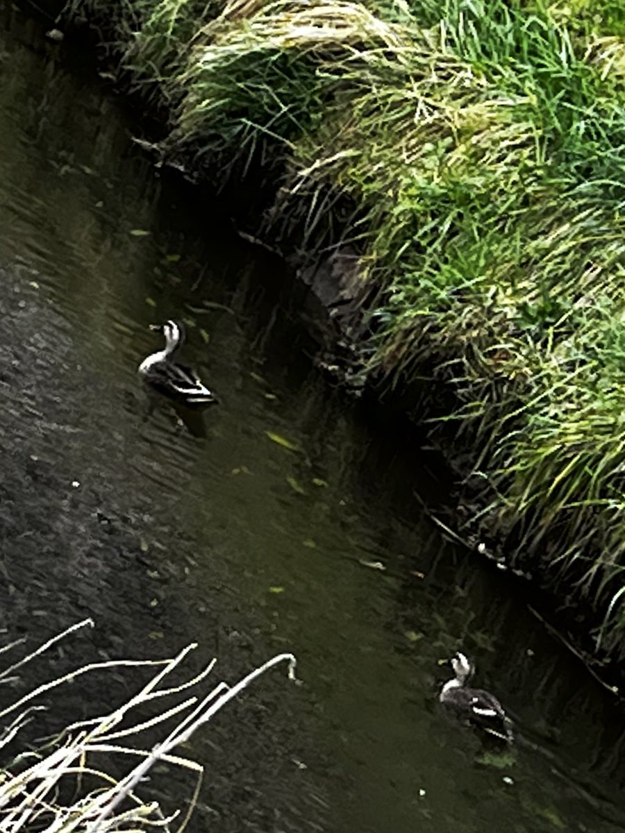 とらーにゃ tweet media