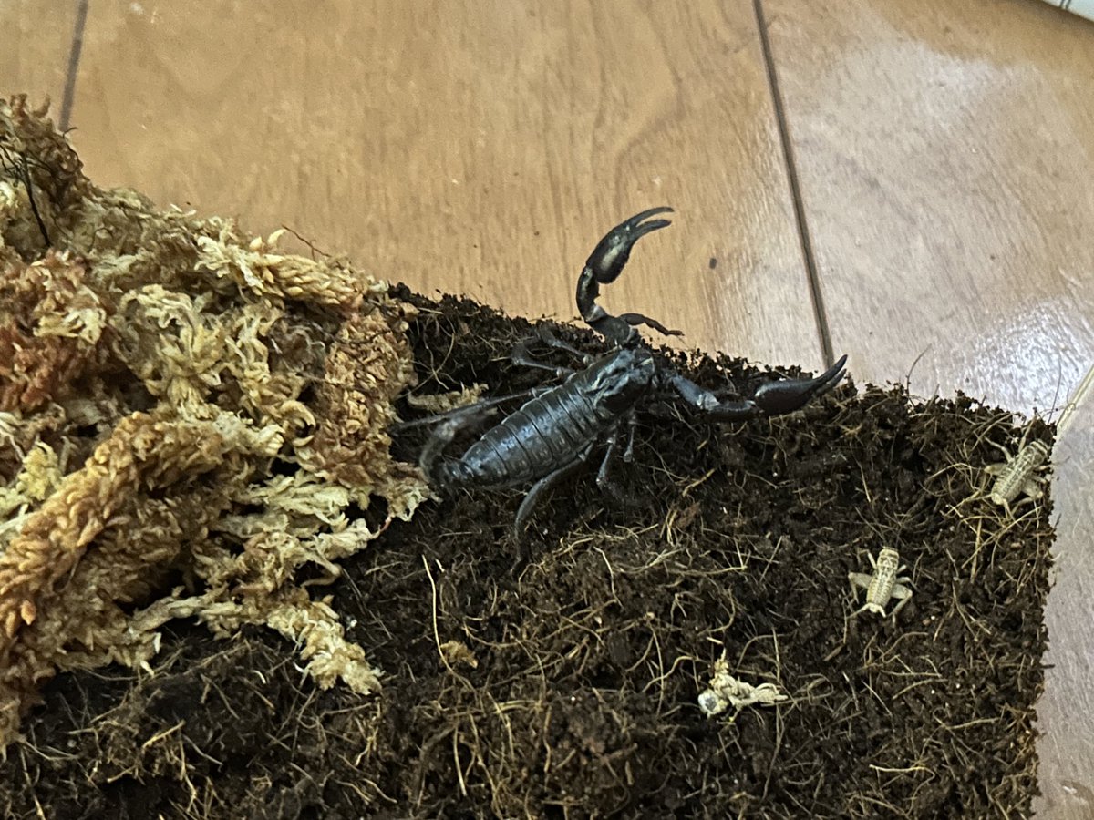 yasu_rep_snake's tweet photo. チャグロさん、大きくなってサソリらしくなってきました。
2度目のお引越しです。
#チャグロサソリ https://t.co/v1W0pZLV8r