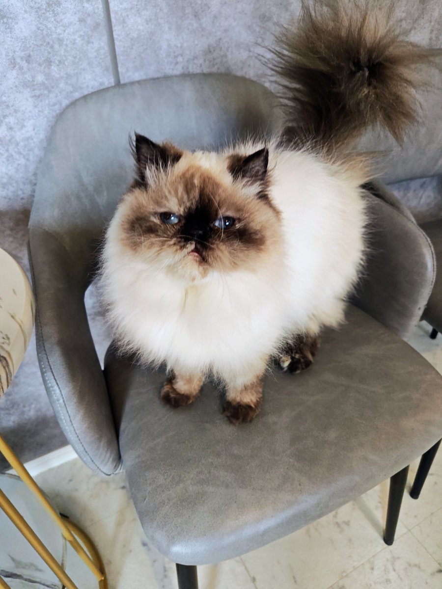 猫Cafeごろにゃん tweet media