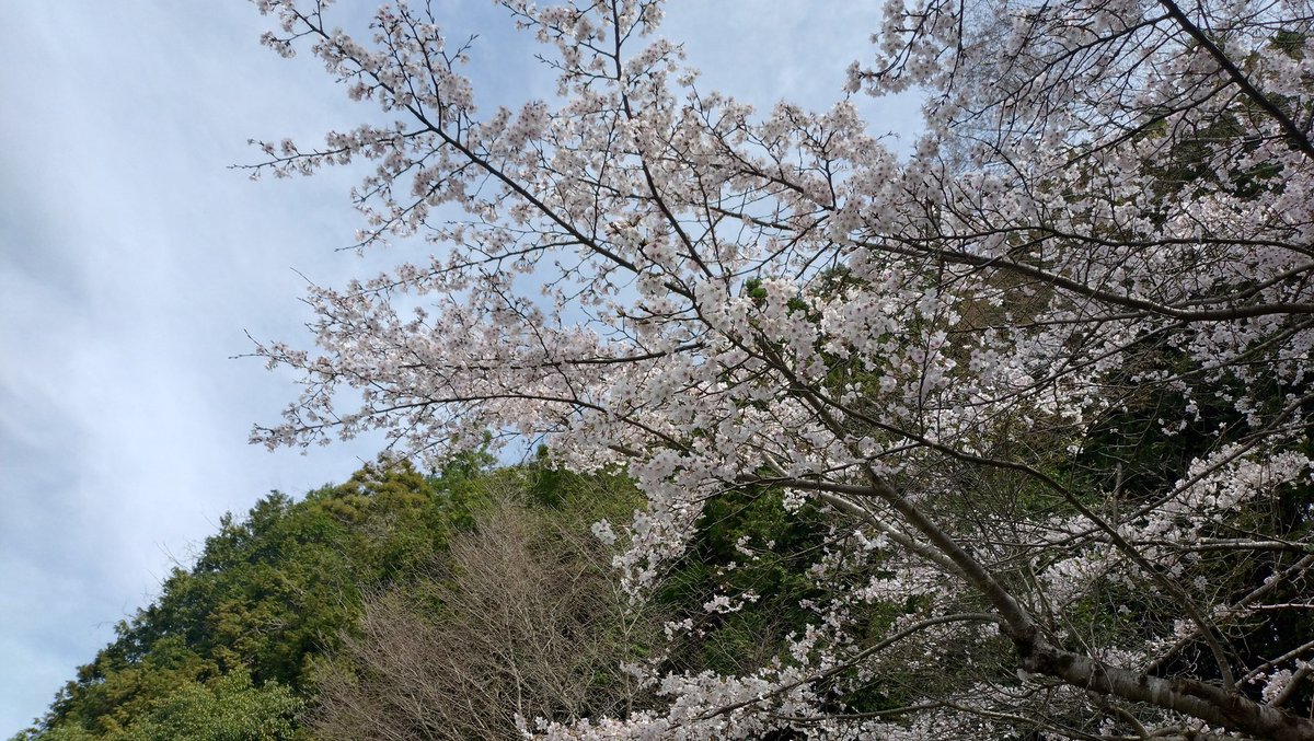 KzUtopia's tweet photo. 春ですねー🌸
#桜
＃SUZUKI
#GSXS750 https://t.co/amJm9aTZXV