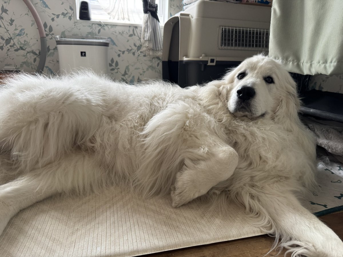 セレネちゃん日記 tweet media