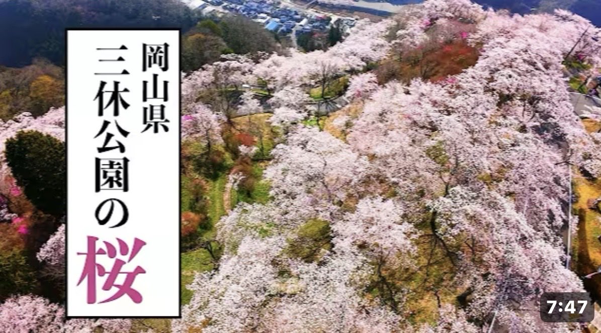 inakataro7's tweet photo. 【🌸🌸三休公園🌸🌸】
桜で有名な岡山県美咲町の三休公園に行ってきました！
約5,000本の桜が咲き誇る、岡山県屈指の絶景スポットです。
朝から夜まで、三休公園の一日を追いかけた動画をYouTubeにアップしました。
YouTubeリンク🎥
https://t.co/iGdNSaADzz
動画は4月3日（金）に撮影したものです。 https://t.co/oKeA9gquQJ
