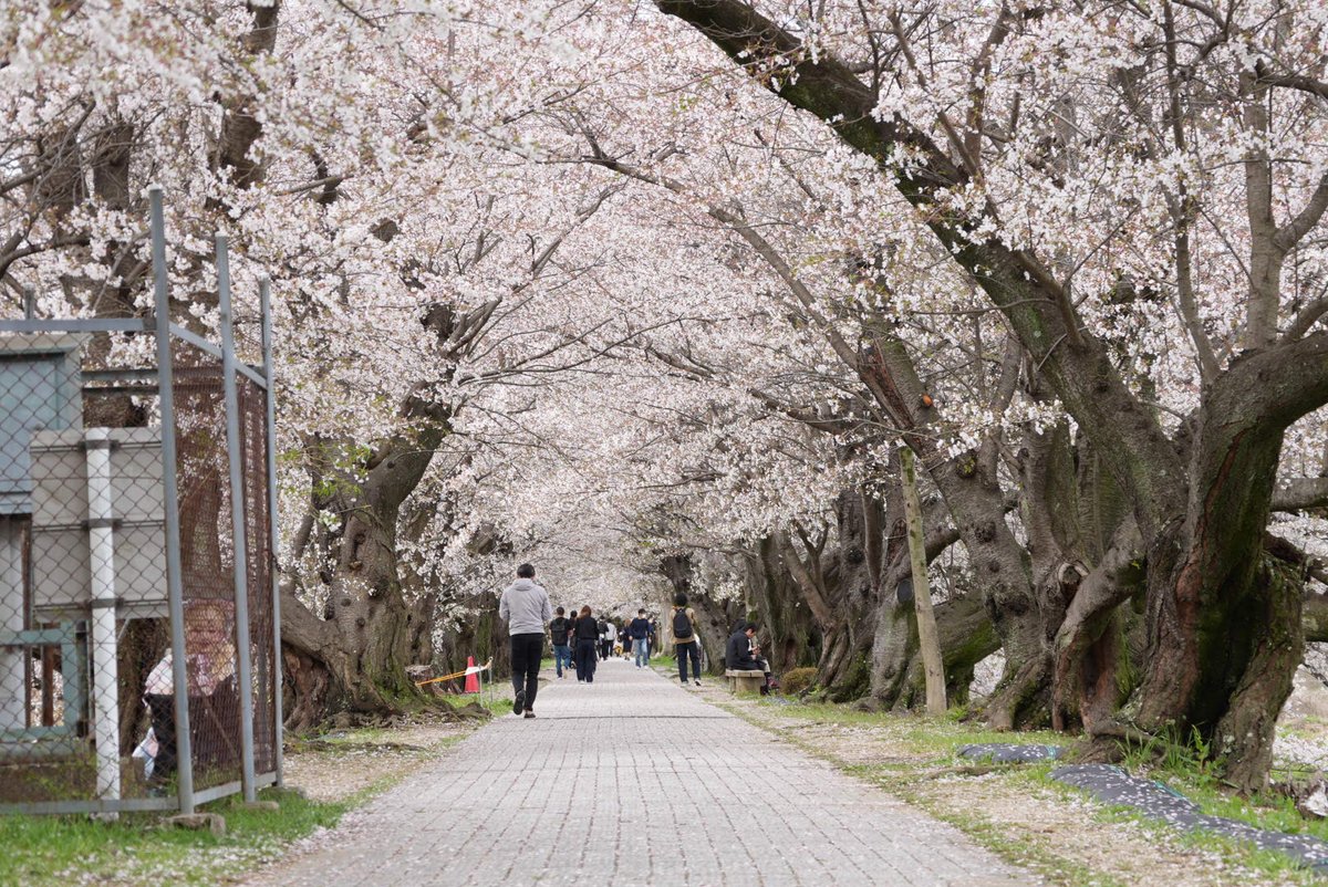 palmtree1919's tweet photo. 京都府八幡市の背割堤の桜
満開です!

#背割堤 
#桜 https://t.co/BLpmYNCfv7