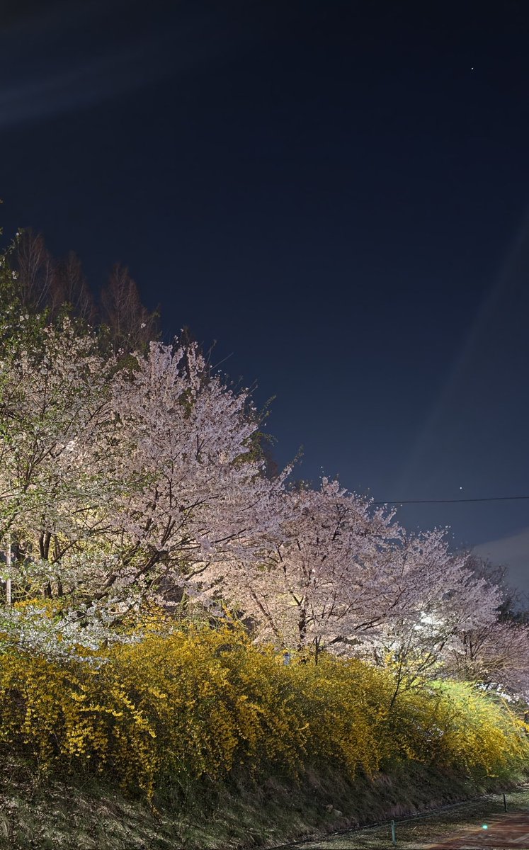 분홍 언덕에 노랑 폭포✨️✨️✨️