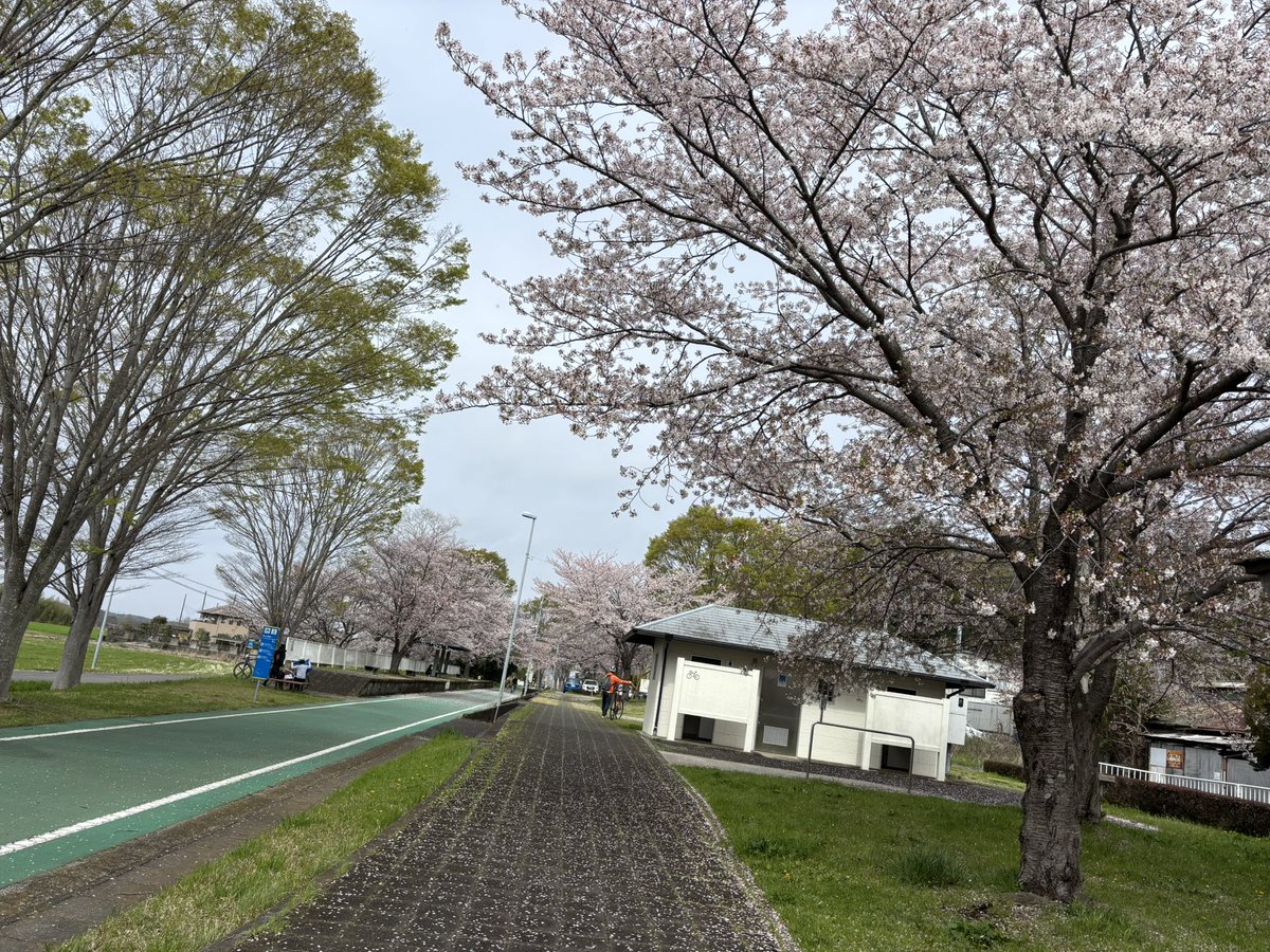 0705aida's tweet photo. りんりんロードの桜が綺麗です！
#りんりんロード
#ロードバイク
#サイクリング
#桜 https://t.co/VbgCDgMmQC