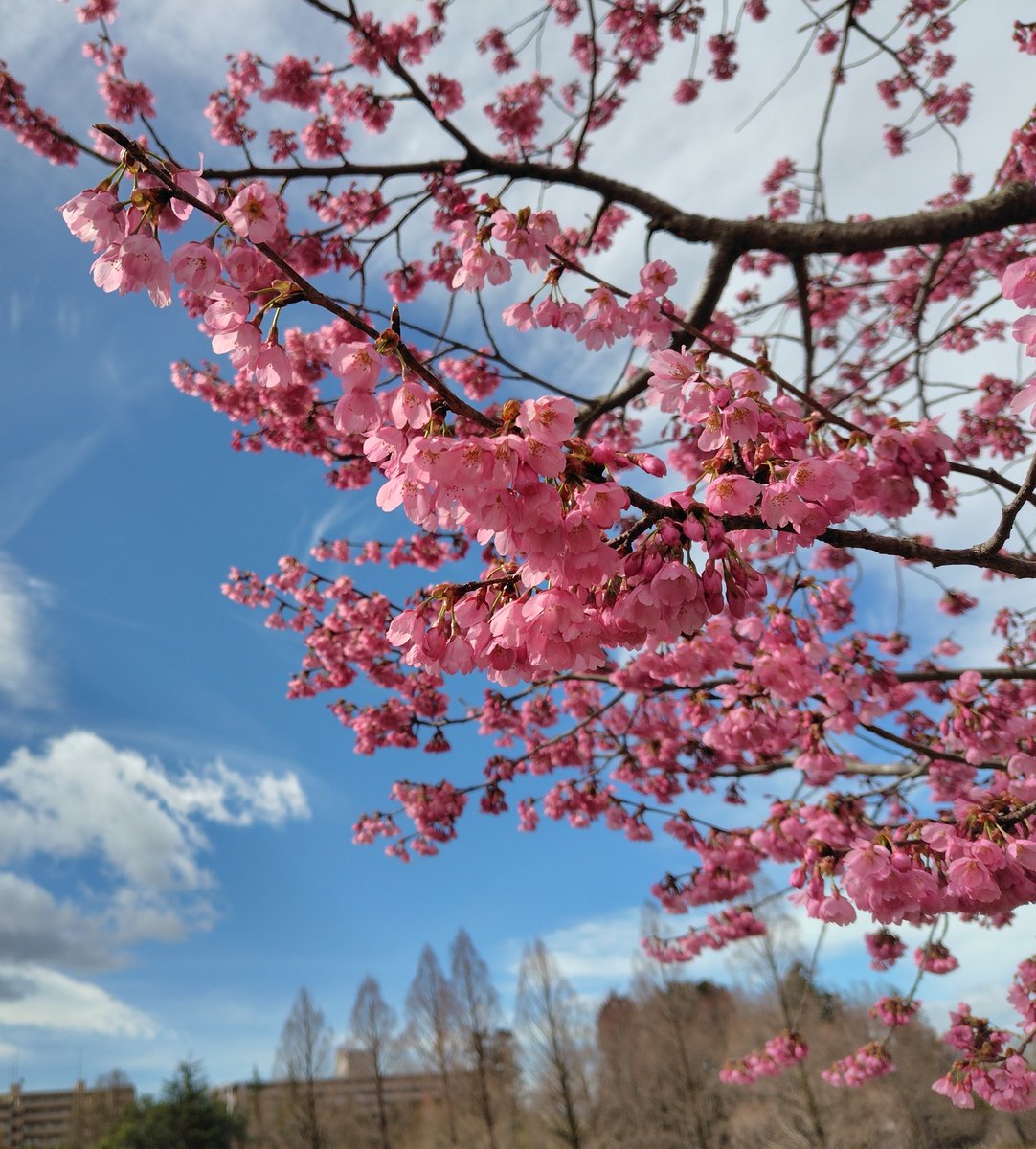 🌸もりこ🌳 tweet media