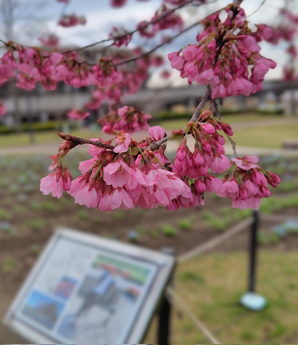 🌸もりこ🌳 tweet media