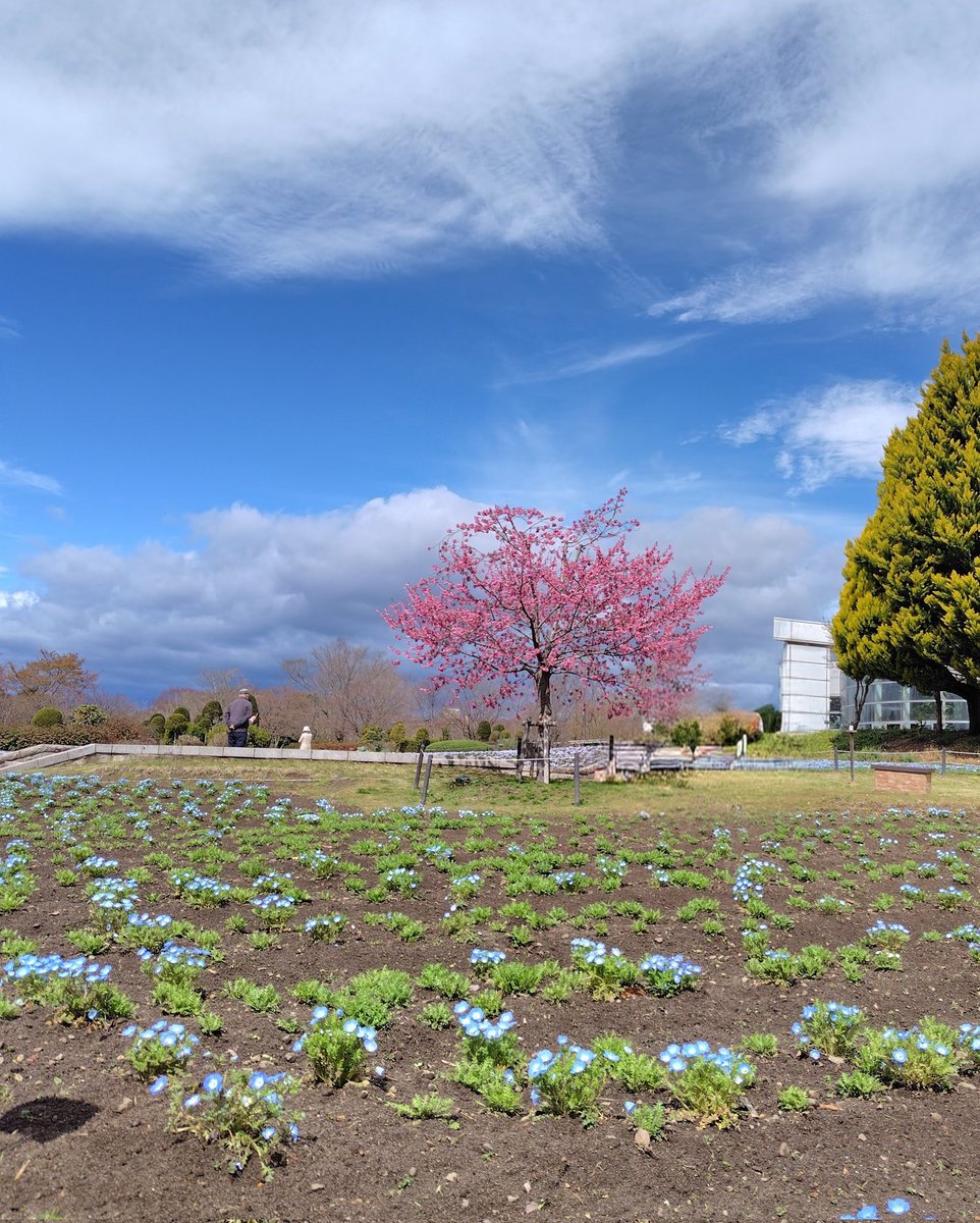 🌸もりこ🌳 tweet media