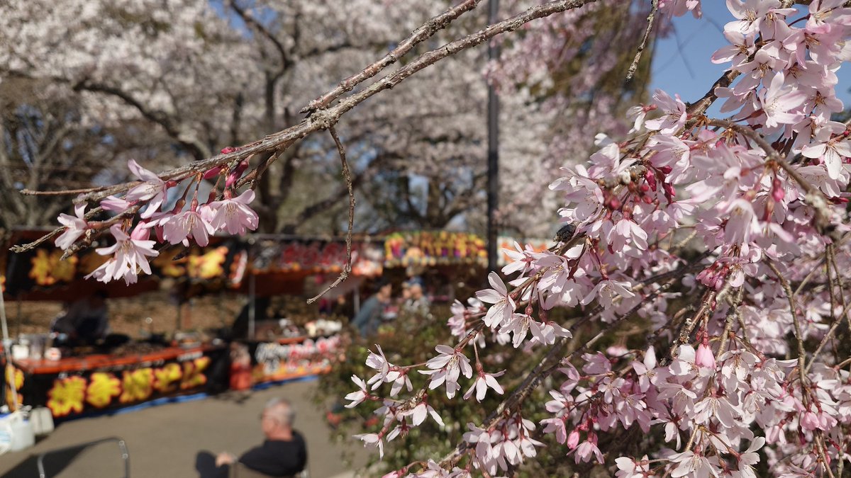 清流雫 tweet media