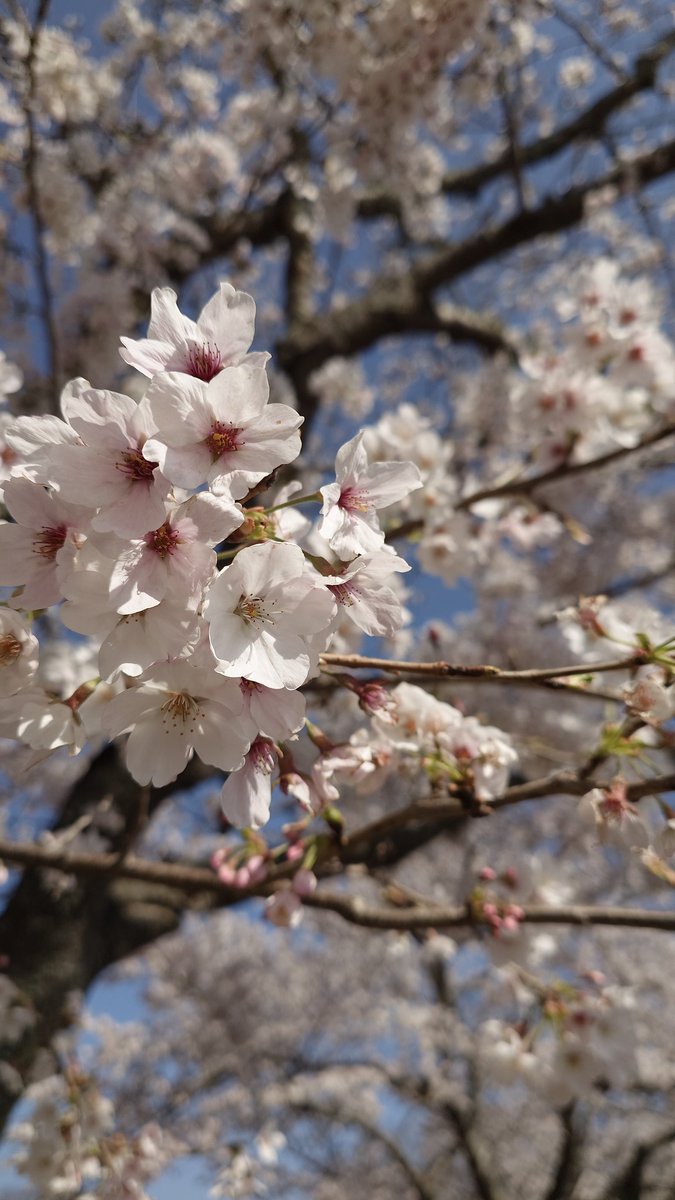 清流雫 tweet media