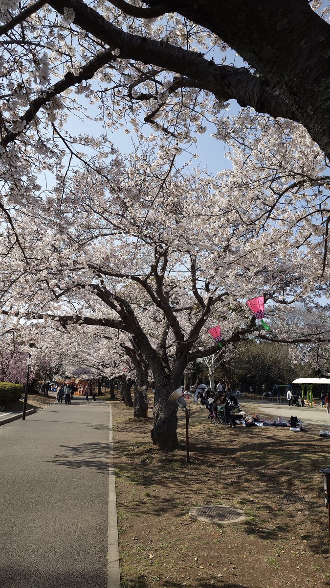 清流雫 tweet media