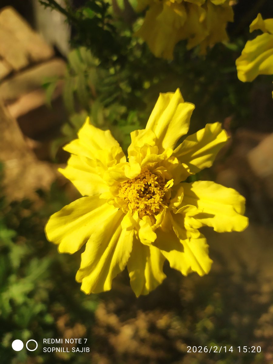 🦋⁂༄𐌀𝙢¡𝚛༄⁂🦋 tweet media